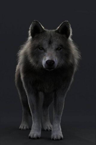 Mystical Majesty: The Grey Wolf 🐺✨