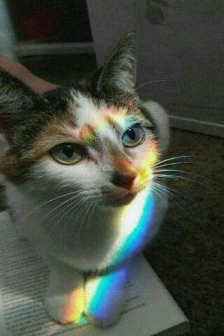 Gato's Rainbow Glow 🌈🐾