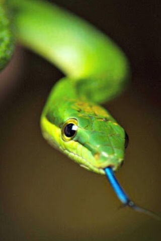 Emerald Enigma: The Green Snake's Charm 🌿🐍