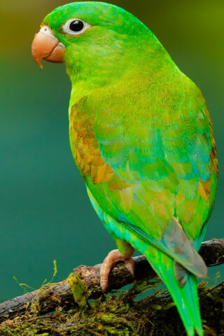 Emerald Beauty: The Green Parrot 🌿🦜