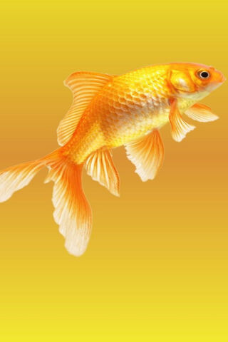 Golden Swimmer: The Charm of Goldfish 🐟✨