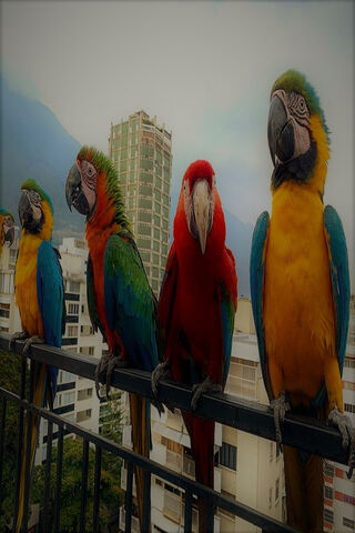 Vibrant Guardians of the Venezuelan Skies 🦜🇻🇪