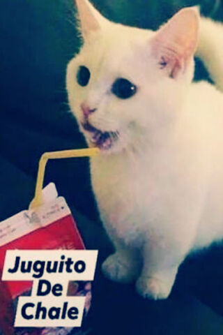 Gato Chale: The Juicy Cat