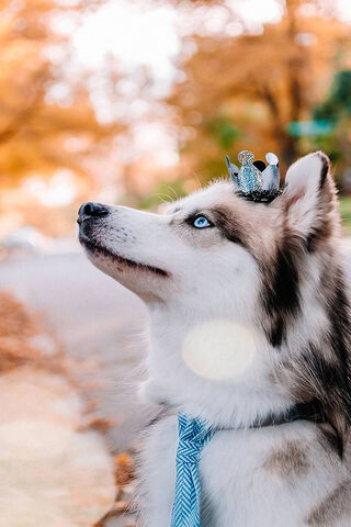 Husky Princess