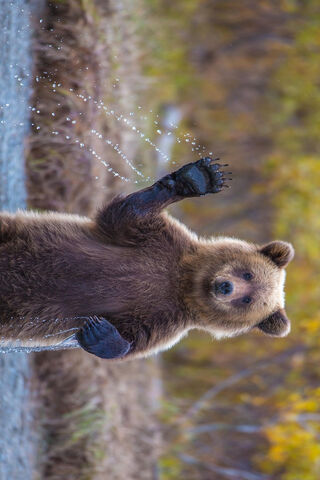 A Friendly Wave from Hi There Bear! 🐻👋