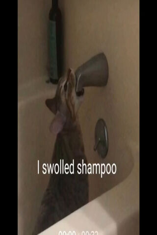 I Swolled Shampoo