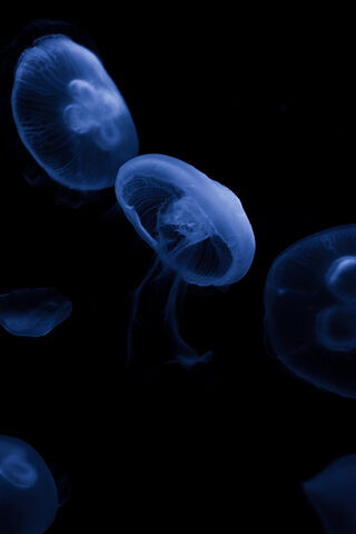 Jelly Fish