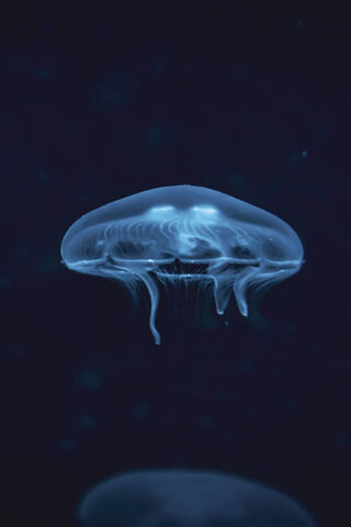 Mystical Blue Glow: The Enchanting Jellyfish