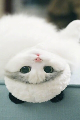 Kedi: The Fluffy Panda Cat 🐾🐼