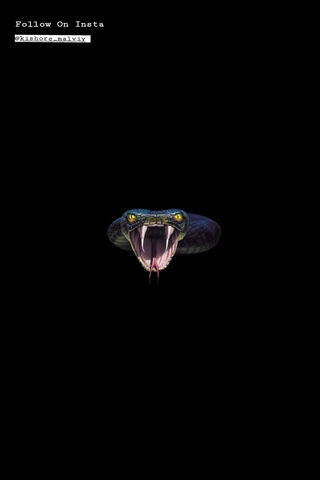 Majestic Menace: The King Cobra Unleashed 🐍👑