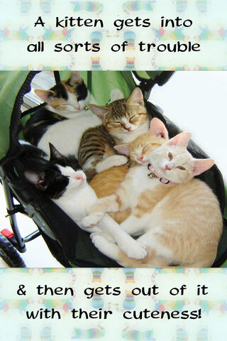 Cuddly Chaos: The Adorable Kitten Crew