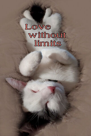 Endless Love: The Cuddly Kitten Edition 🐾❤️