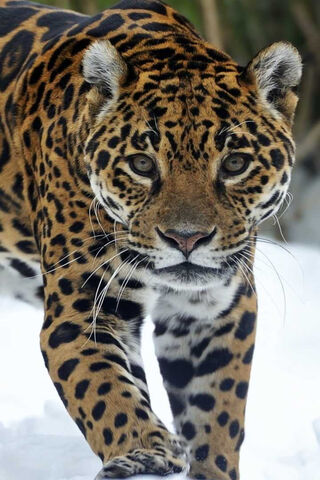 Majestic Stripes: The Leopard's Journey