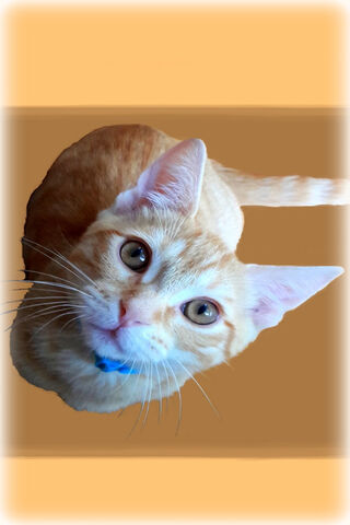 LOOK KITTEN 1
