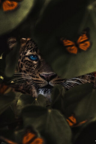 Whispers of the Wild: The Enigmatic Leopard