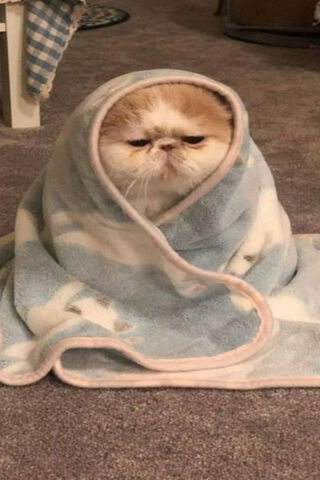 Cozy Cat Vibes: Monday Mood 🐾
