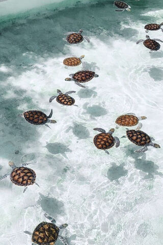 Turtle Parade in Crystal Waters 🐢✨