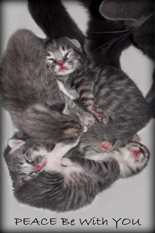 Cuddle of Calm: The Peaceful Kittens