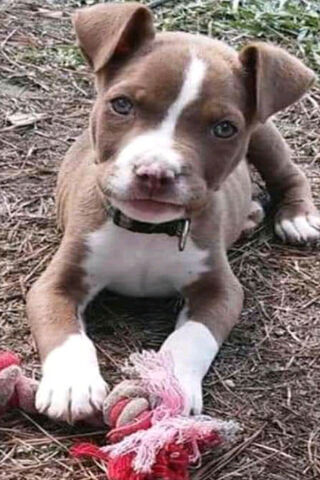 PITTY PUPPY