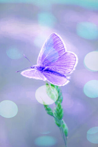 Whispers of Lavender Wings 🌸🦋