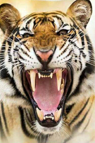 Roar of the Wild 🐅