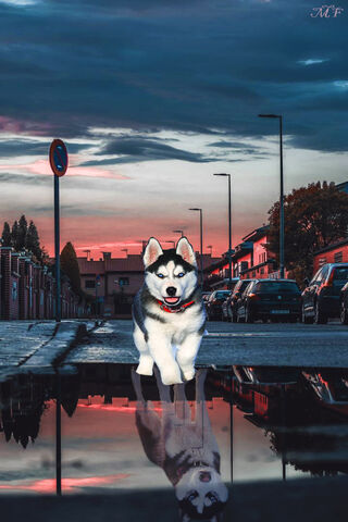 Husky Dreams: A Reflection of Adventure 🌅🐾