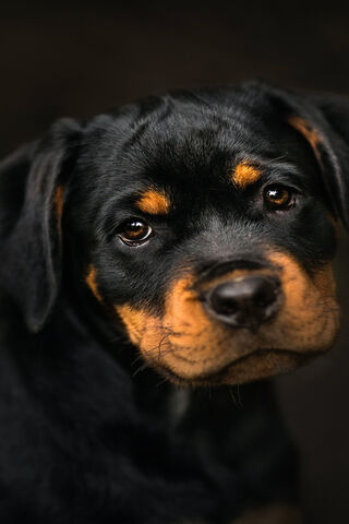 Adorable Rottweiler Pup: A Bundle of Joy! 🐾❤️