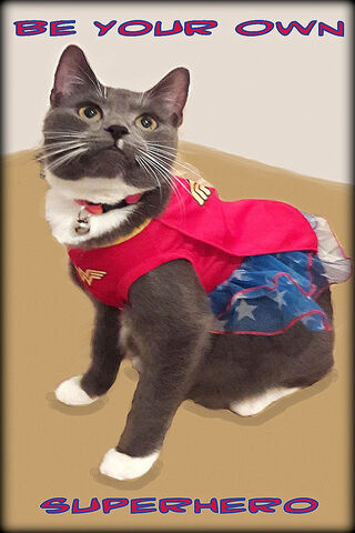 Feline Wonder: Unleash Your Inner Hero! 🦸 🐱
