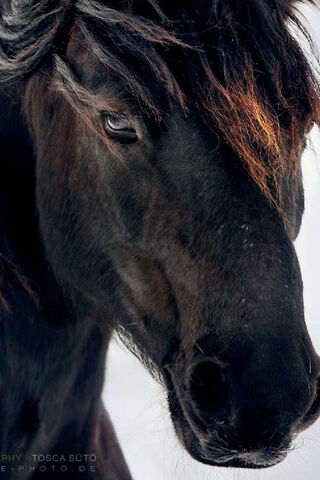 Majestic Stallion: The Spirit of the Wild 🌟🐎