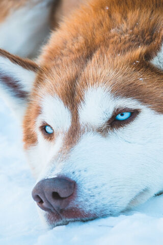 Siberian Husky