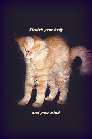 Flex Your Feline Fun! 🐾✨