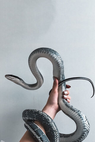 Sleek and Serpentine: The Beauty of the Snake 🐍✨