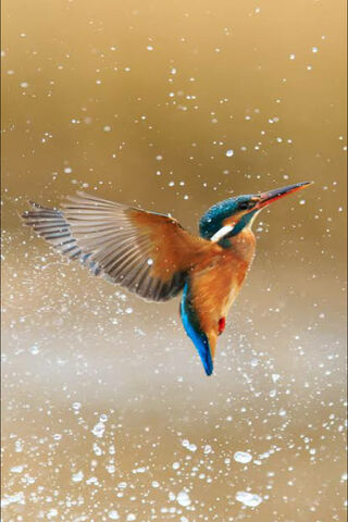 A Splash of Color: The Majestic Kingfisher