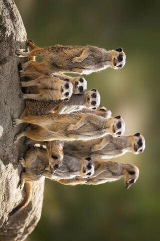 The Meerkat Clan: Guardians of the Desert