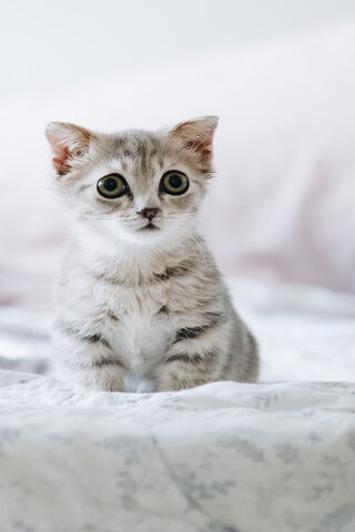 Adorable Whiskers: The Cutest Feline Friend 🐾