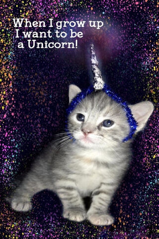 Dreaming of Unicorns: The Magical Kitten