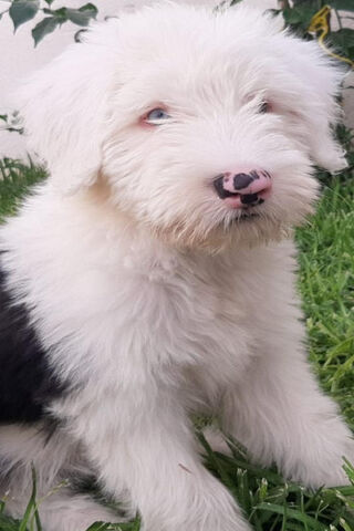 Adorable Viejo Pastor Ingles Puppy: A Fluffy Bundle of Joy! 🐾❤️