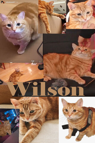 Wilson Rubius: The Charming Ginger Cat 🌟🐾