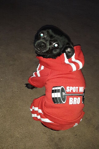 Paw-sitive Gains: The Workout Pup 🐶💪