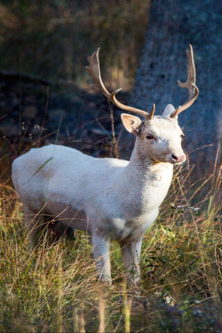 The Enigmatic White Stag: A Symbol of Purity and Mystique