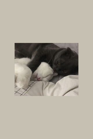 Cuddle Buddies: The Purrfect Duo 🐾❤️