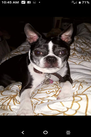 Charming Boston Terrier: A Loyal Companion 🐾❤️