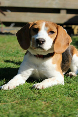 Charming Beagle: The Friendly Companion 🐶❤️