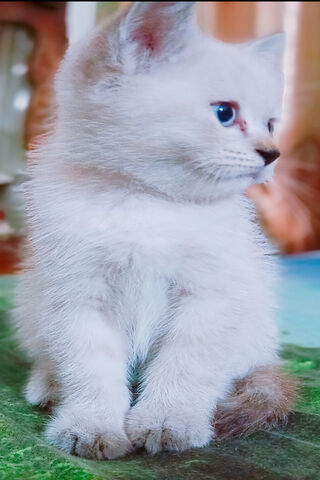 Whiskers of Wonder: The Enchanting Beauty of Cats 🐾✨