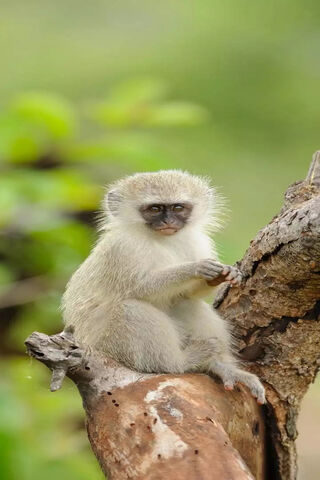 Adorable Primate Posing in Nature 🌿🐒