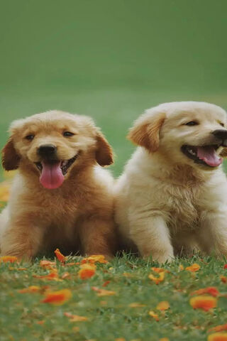 Adorable Paws and Playful Hearts 🐾❤️