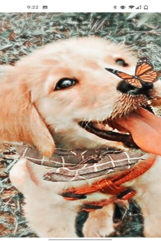 Joyful Encounters: Puppy and Butterfly 🐶🦋