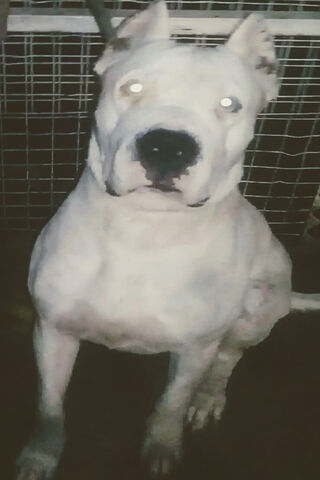 Dogo Argentino