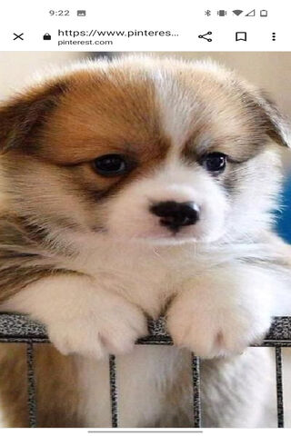 Cuddly Corgi Cutie 🐾