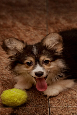 Playful Pup's Day Out! 🐶🎾